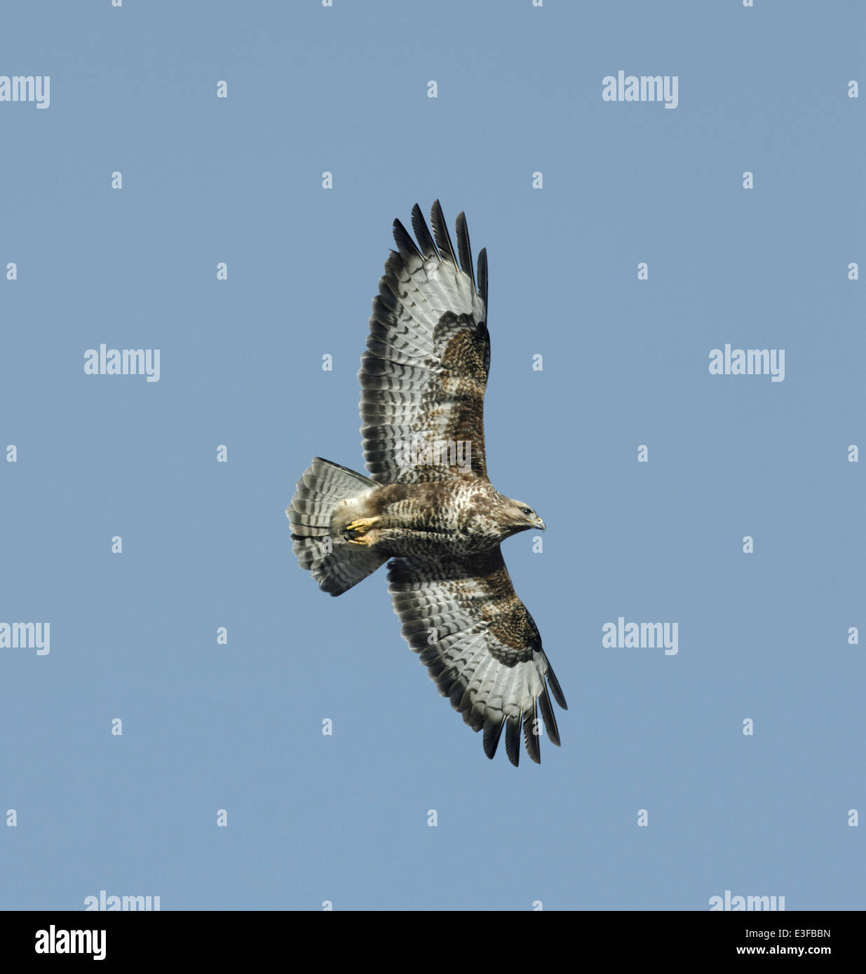 Buteo buteo BUZZARD Banque D'Images