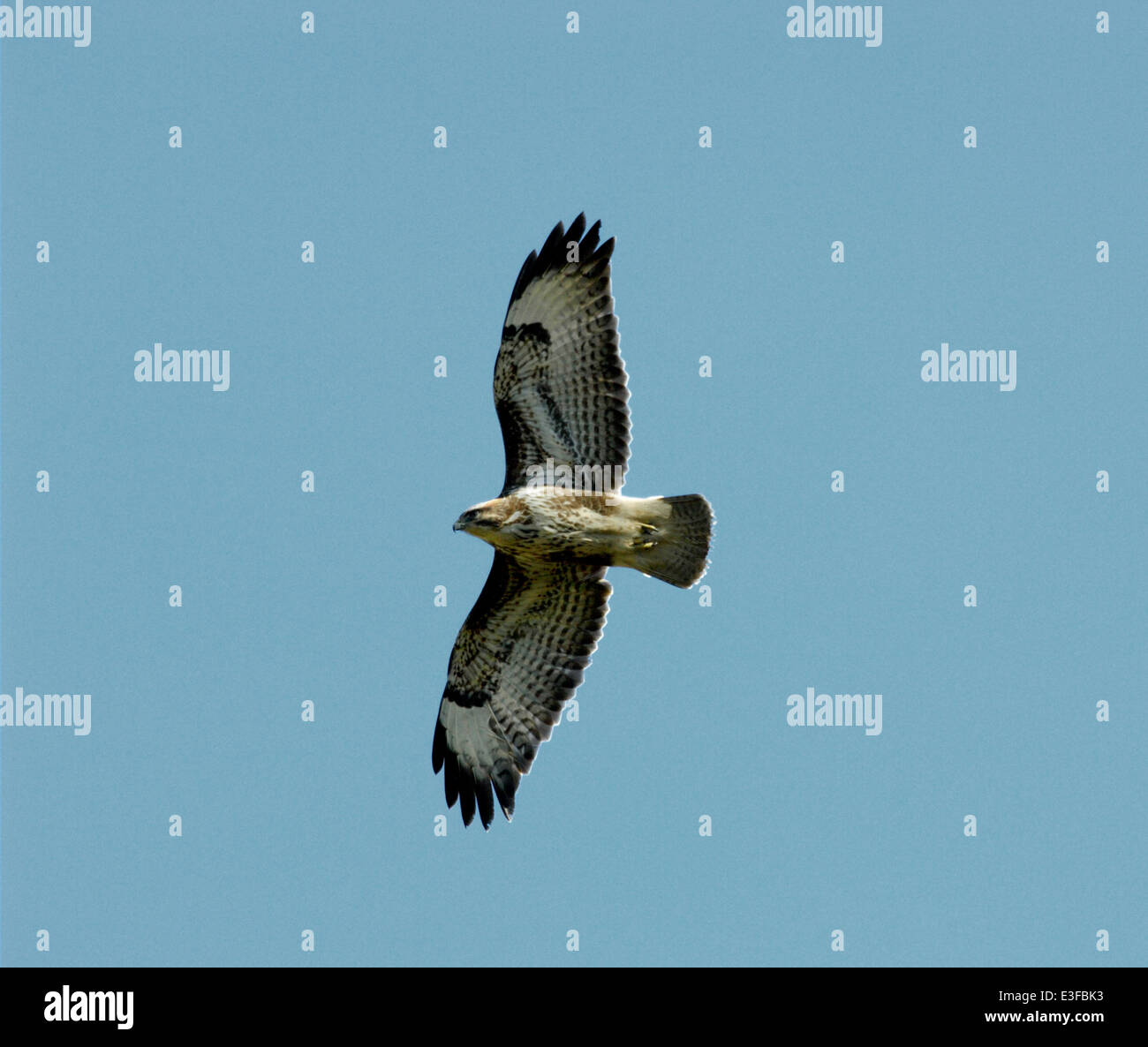 Buteo buteo BUZZARD Banque D'Images