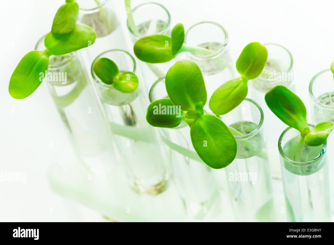 De nombreuses plantes vertes dans des tubes à essai sur tableau blanc Banque D'Images