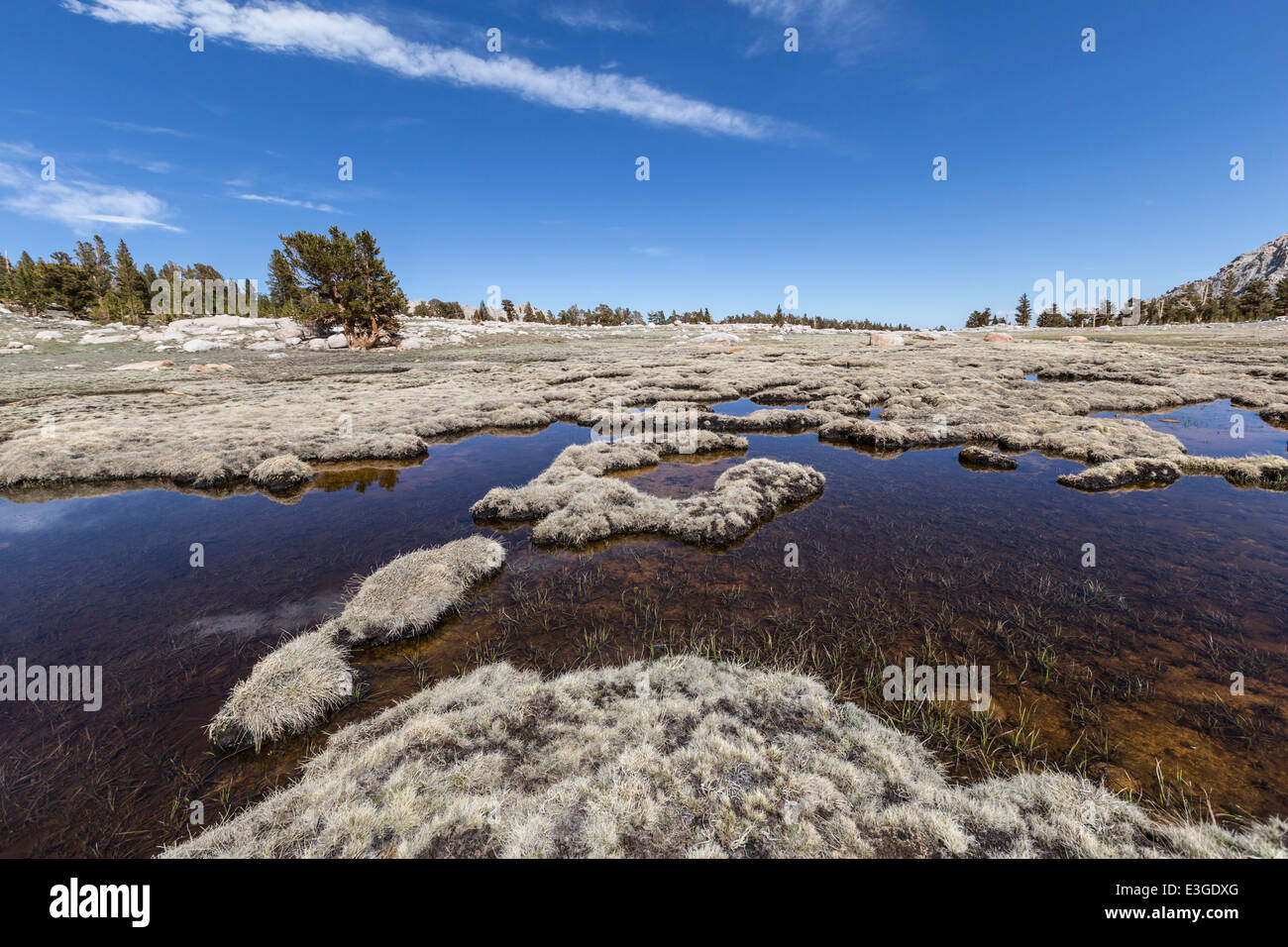 Les étangs de toundra alpine et herbeux au-dessus de 11 000 pieds dans la Sierra Nevada. Banque D'Images