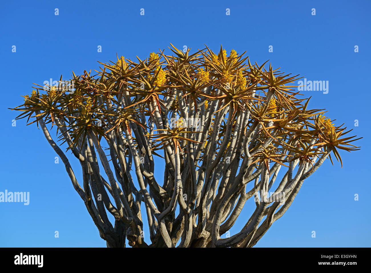 L’Aloe dichotoma Banque D'Images