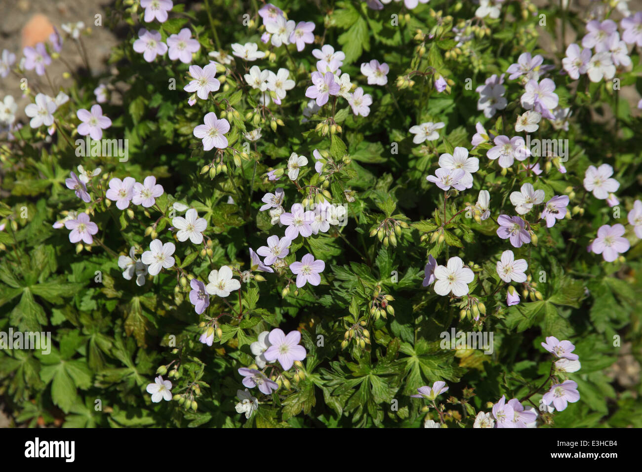 Geranium maculatum géranium sanguin américain plante en fleur Banque D'Images