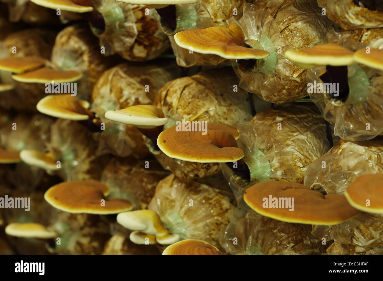 Champignons Lingzhi dans une ferme de champignons Banque D'Images