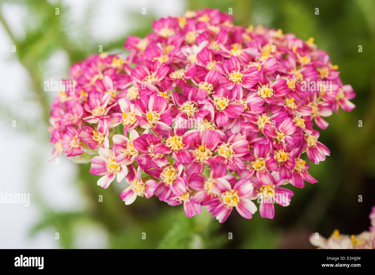 L'Achillea millefolium fleurs sur un arrière-plan flou Banque D'Images