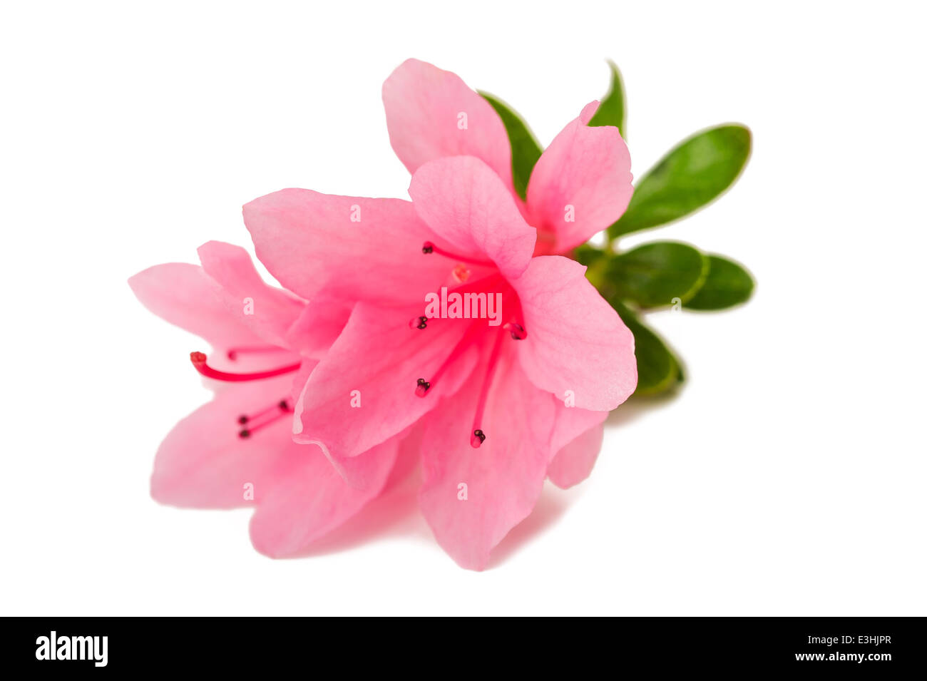 Azalea fleur sur l'isolent blanc Banque D'Images Azalea fleur sur l'isolent blanc Banque D'Images