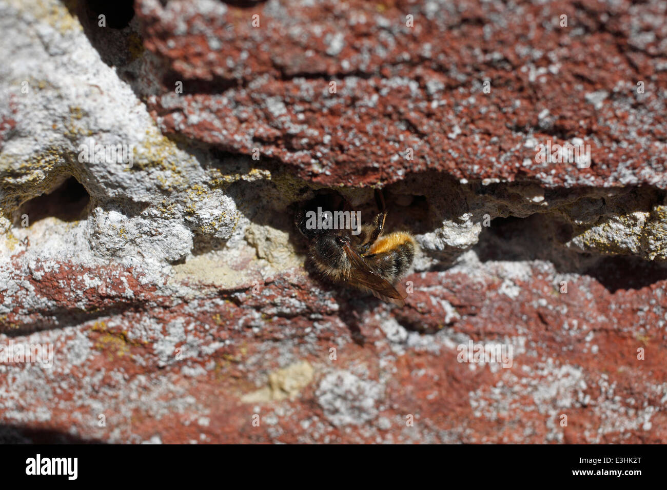 Osmia rufa bee maçonnerie à cavité de nidification à wall Banque D'Images