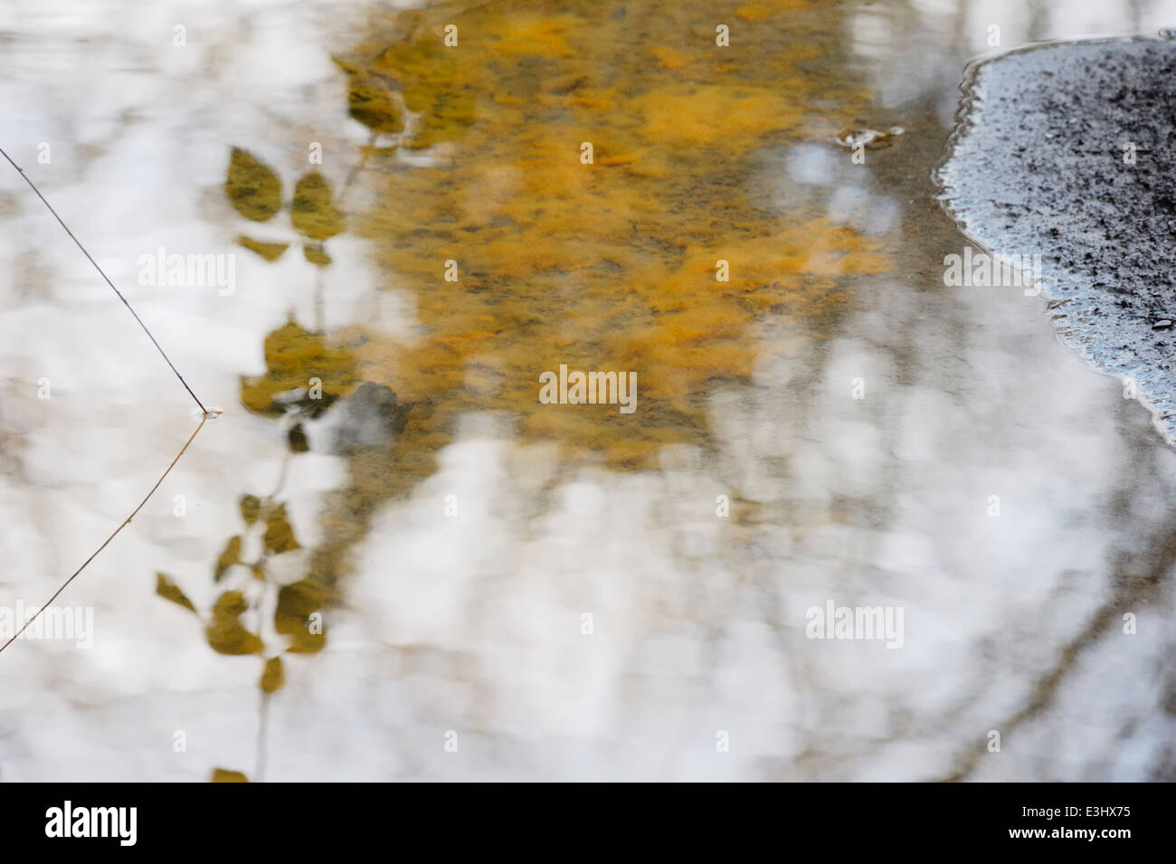 Nuageux des dépôts d'oxyde insoluble et la fragmentation de reflet huileux produit par des bactéries réductrices de fer, le Pays de Galles, Royaume-Uni. Banque D'Images