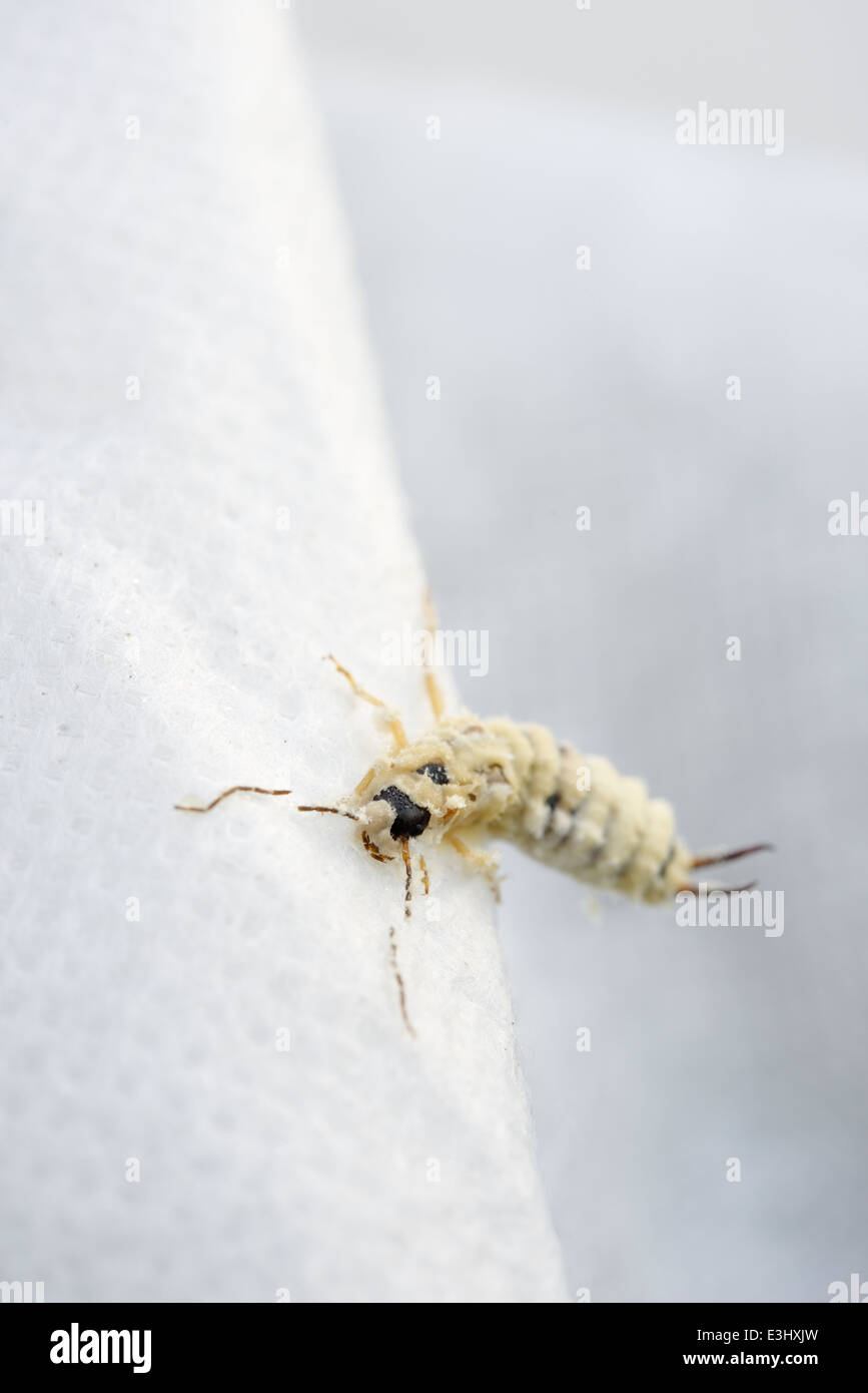 Un champignon entomopathogène (un parasite d'insectes) émerge d'un perce-oreille commun infectés, Forficula auricularia, UK. Banque D'Images