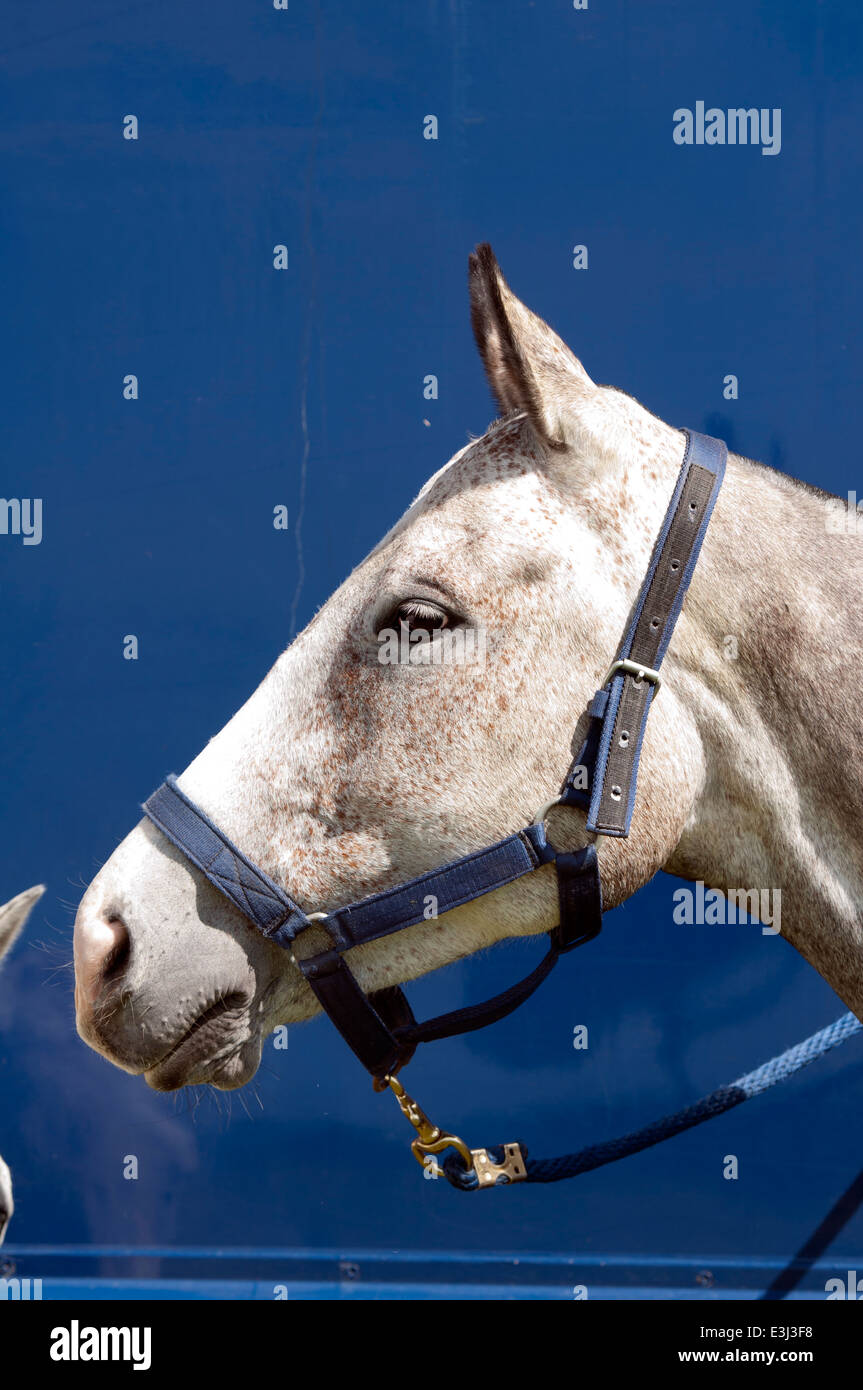 Un poney de polo gris attaché à un cheval fort. Banque D'Images