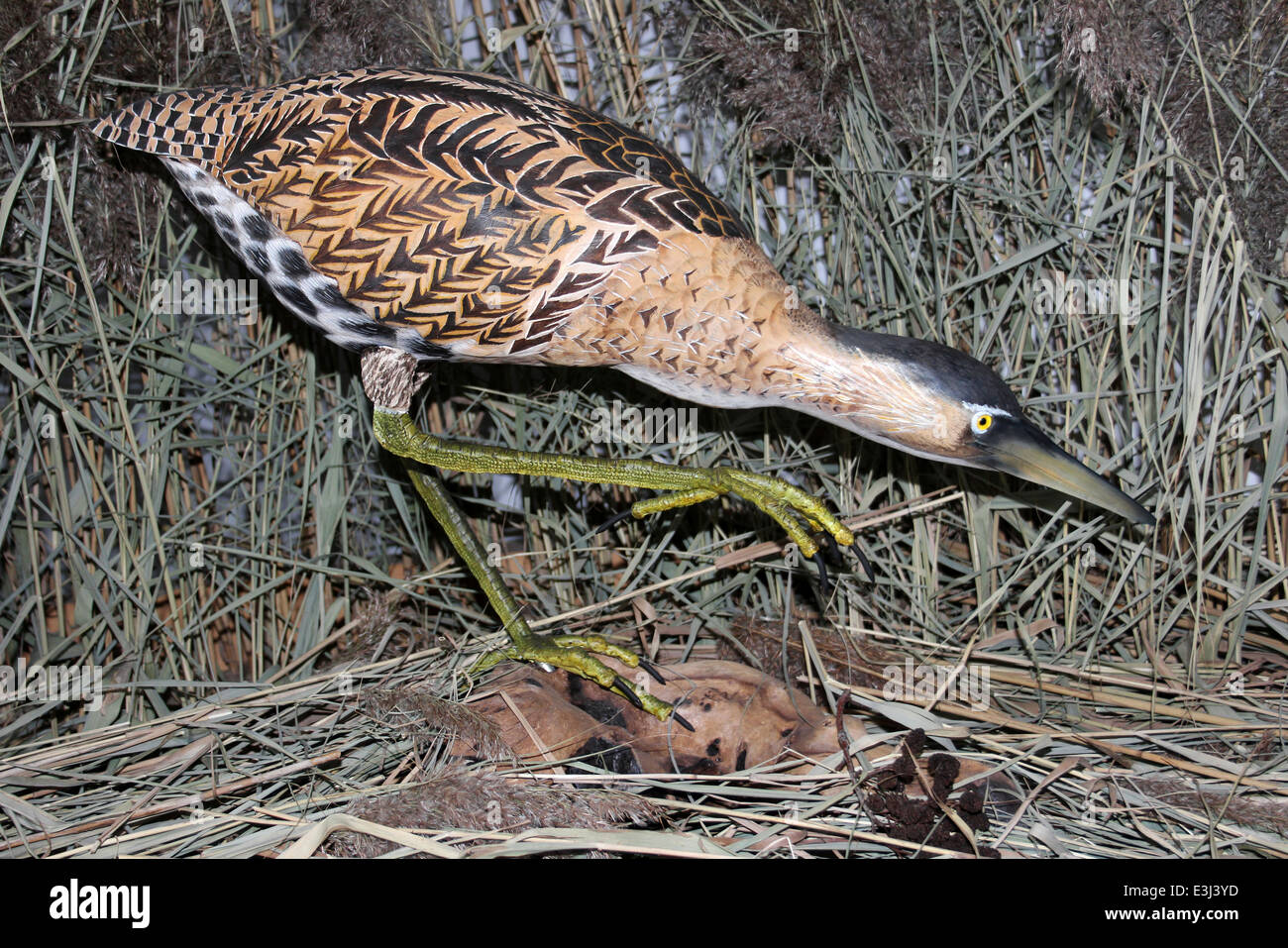Modèle d'un Petit Blongios eurasien ou butor étoilé Botaurus stellaris Banque D'Images