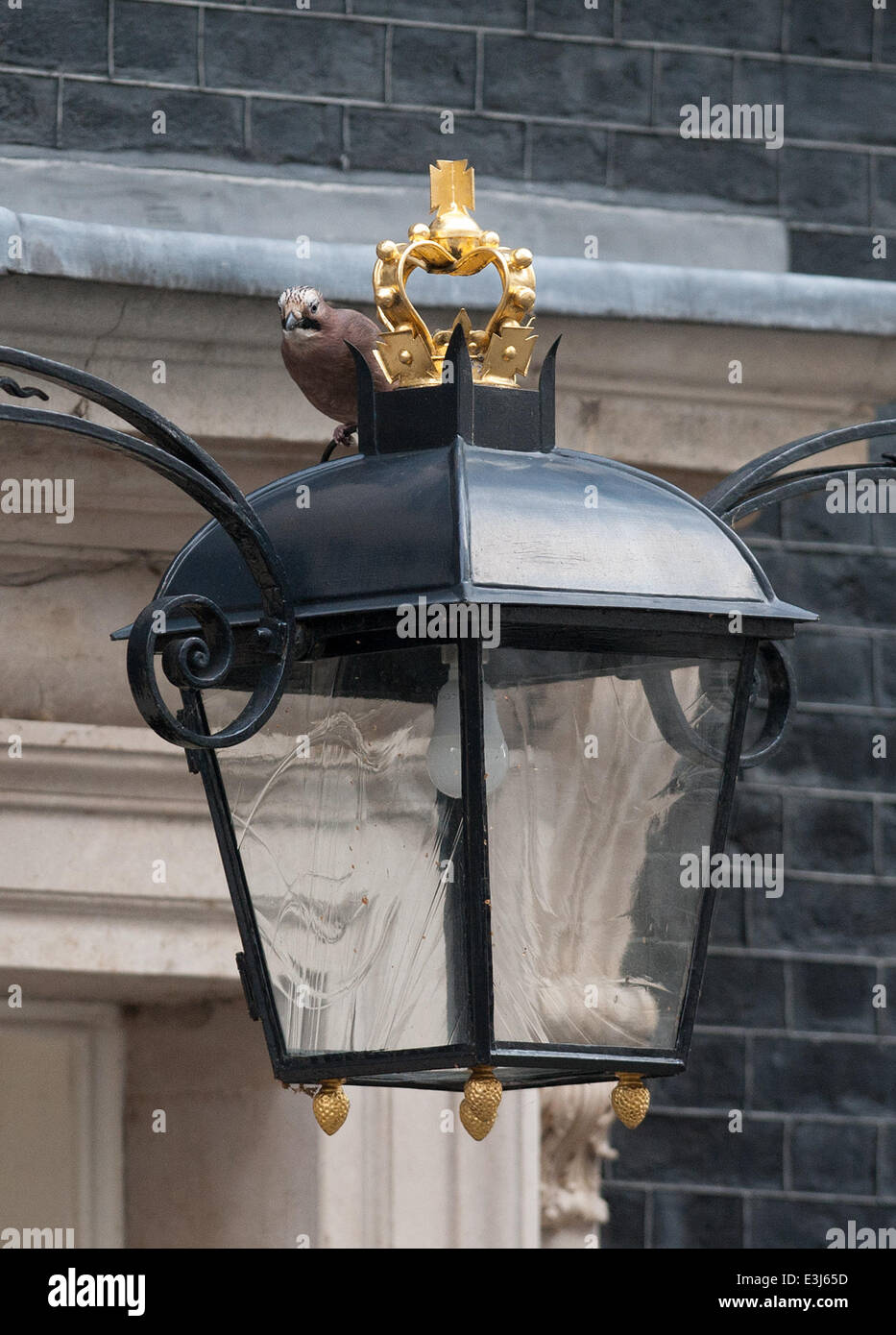 Un Jay nichant dans Downing Street cherche des insectes sur le dessus de la lampe de rue donnant sur la porte n° 10. Doté d''atmosphère : où : London, Royaume-Uni Quand : 26 Nov 2013 Banque D'Images