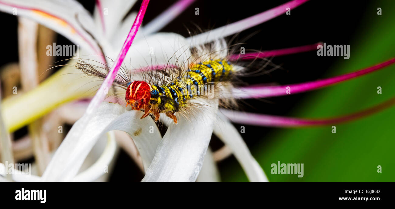 Chenille velue sur fleur sauvage Macleod Island l'archipel de Myeik (Mergui) Myanmar Birmanie Banque D'Images