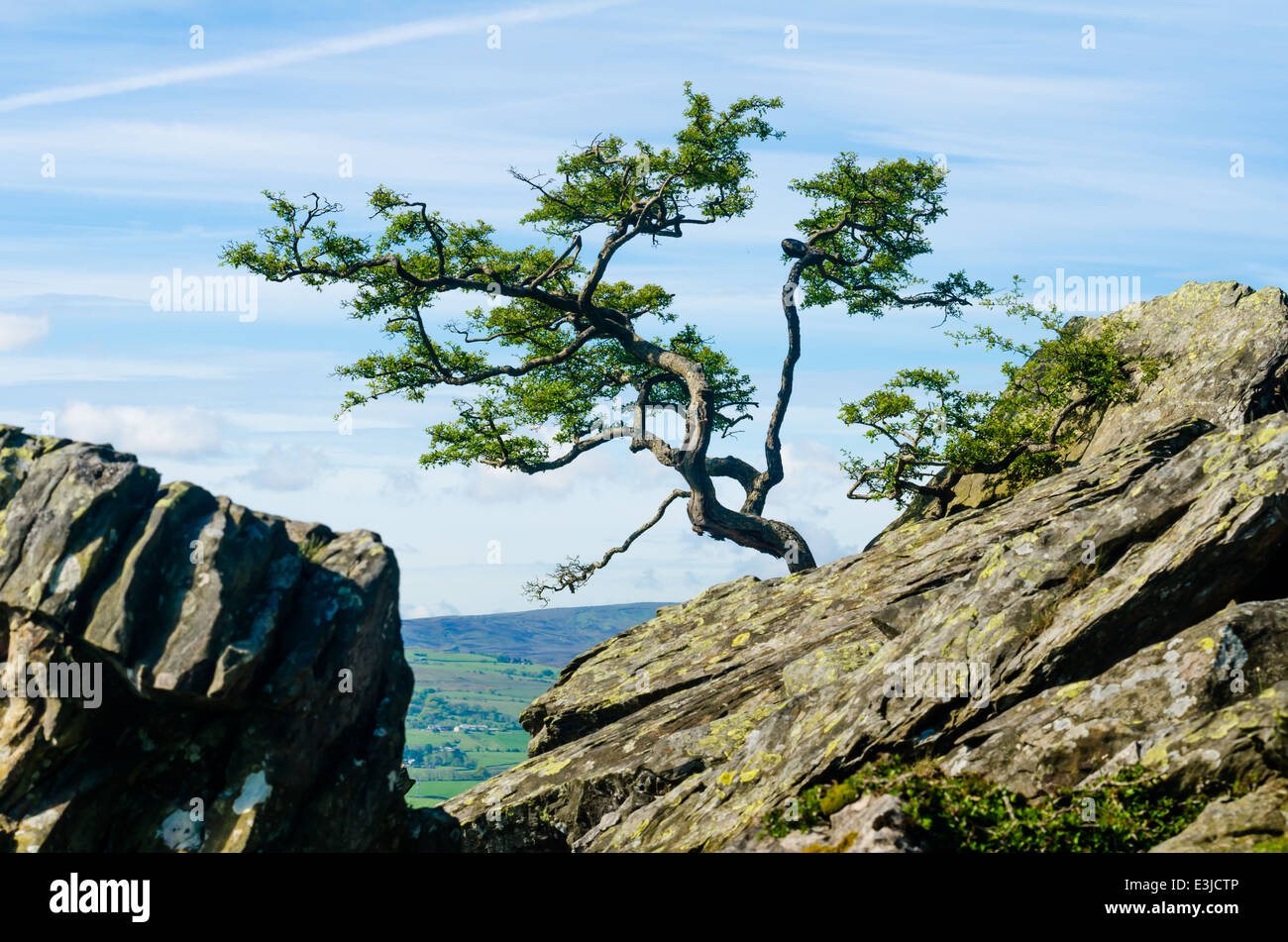 Arbre d'aubépine torsadée sur les roches Banque D'Images