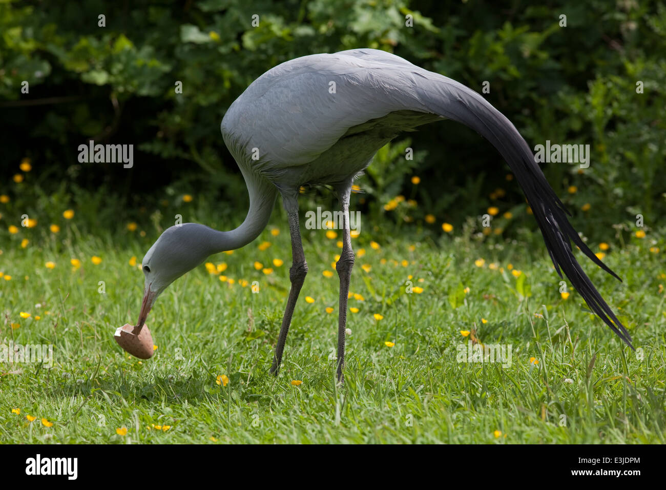 Bleu, le paradis ou Stanley Crane (Anthropoides paradisea). Mâles reproducteurs adultes, en tenant à l'écart de la coquille des œufs du nid. Banque D'Images