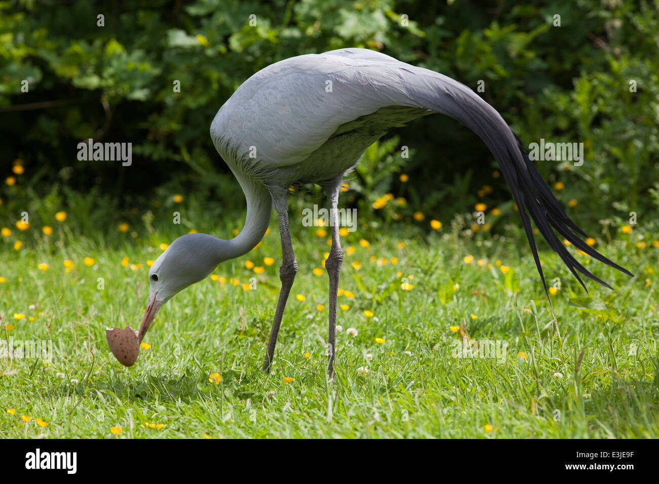 Bleu, le paradis ou Stanley Crane (Anthropoides paradisea). Mâles reproducteurs adultes, en tenant à l'écart de la coquille des œufs du nid. Banque D'Images