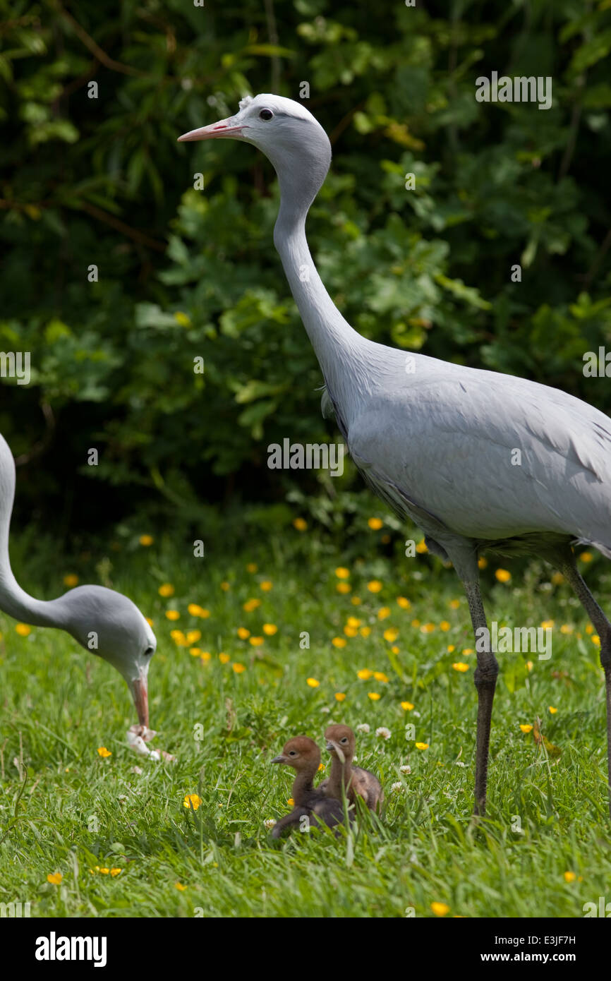 Bleu, le paradis ou grues Stanley (Anthropoides paradisea). Homme parent de prendre la coquille et la rupture des pièces d'alimentation aux poussins. Banque D'Images