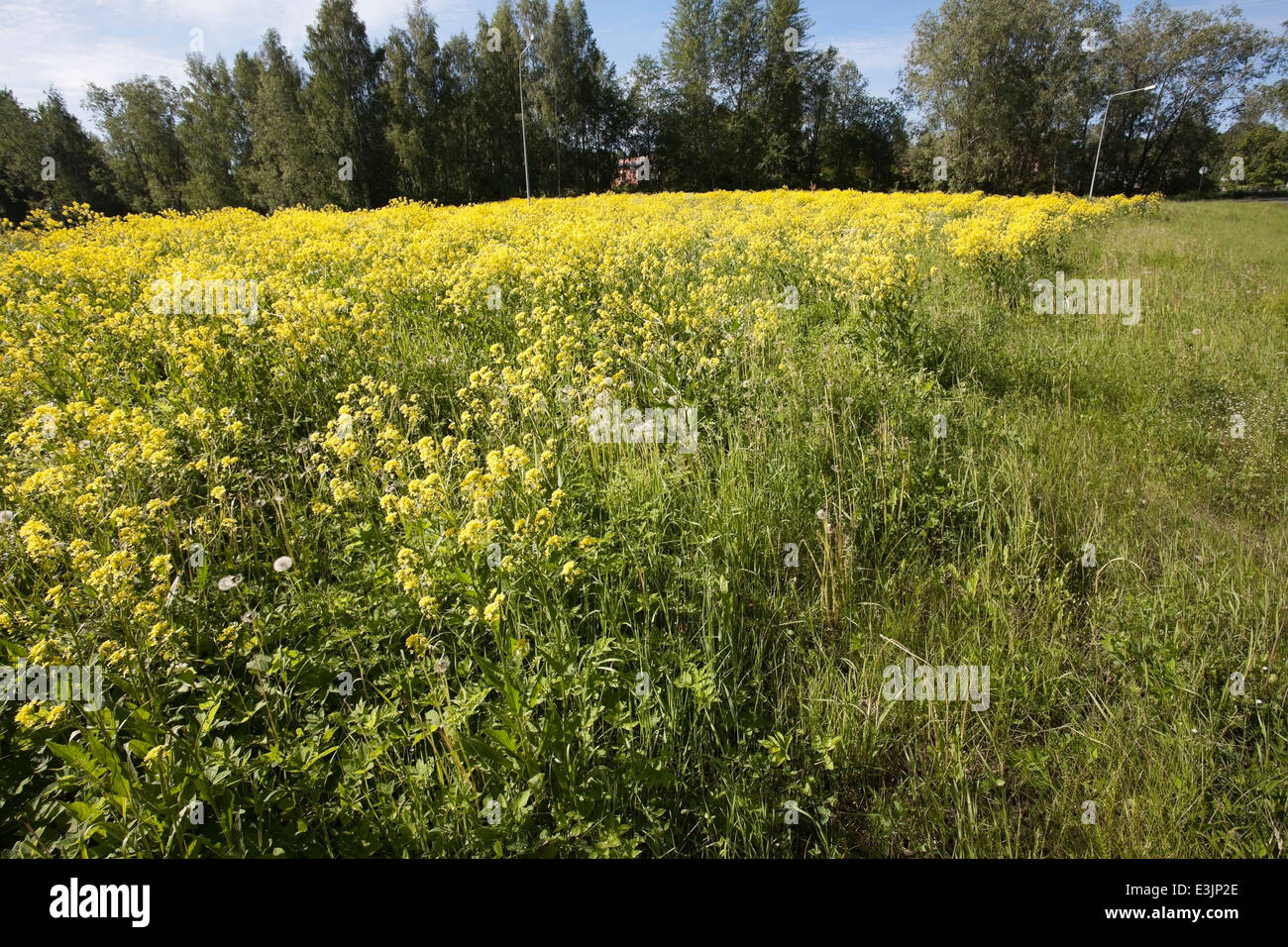 Wartycabbage Bunias orientalis, Bain Turc, fleurs Banque D'Images