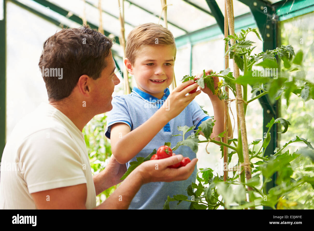 Père et Fils Accueil de récolte dans les tomates de serre Banque D'Images