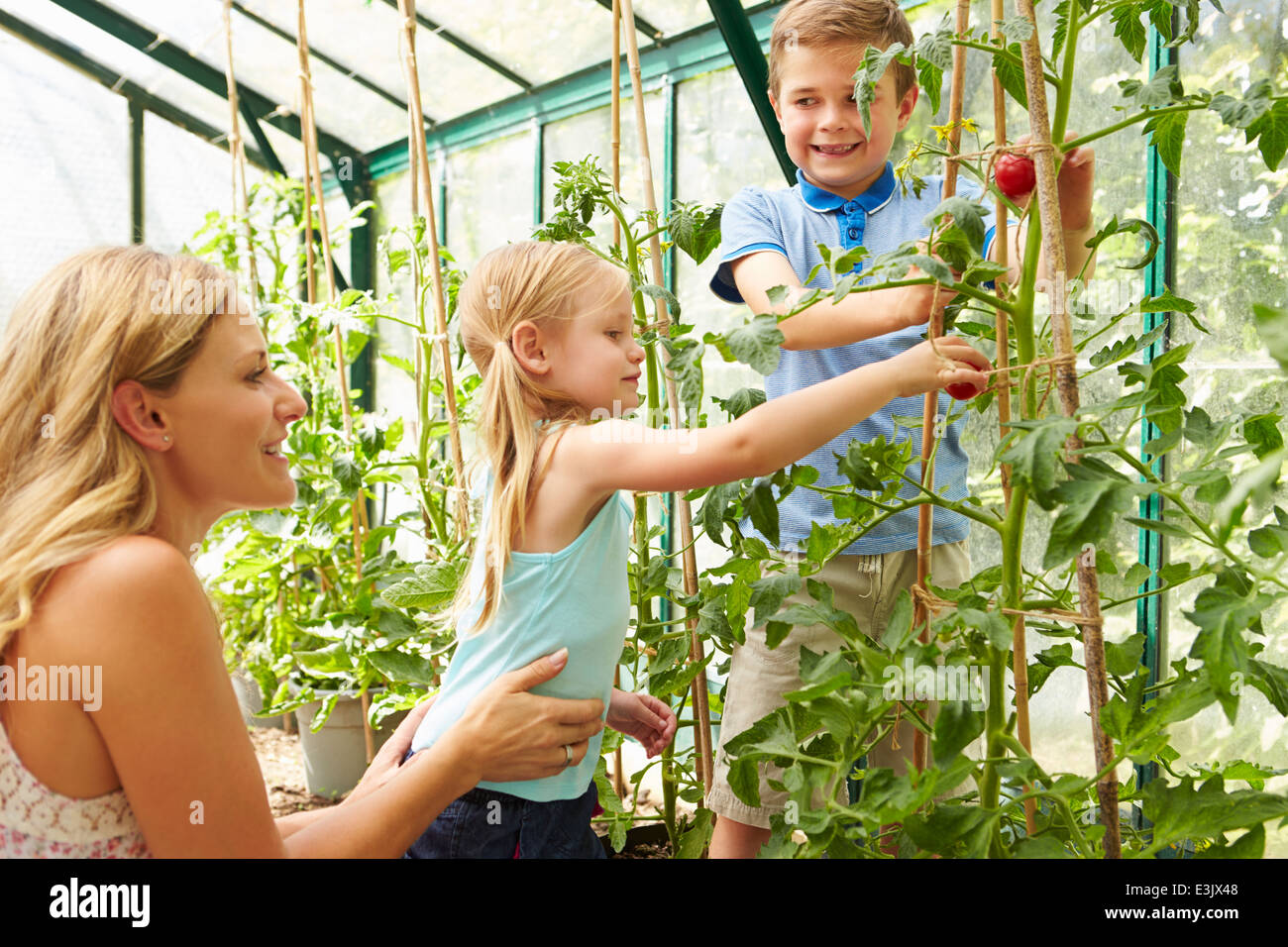 Mère et enfants harvesting tomatoes In Greenhouse Banque D'Images
