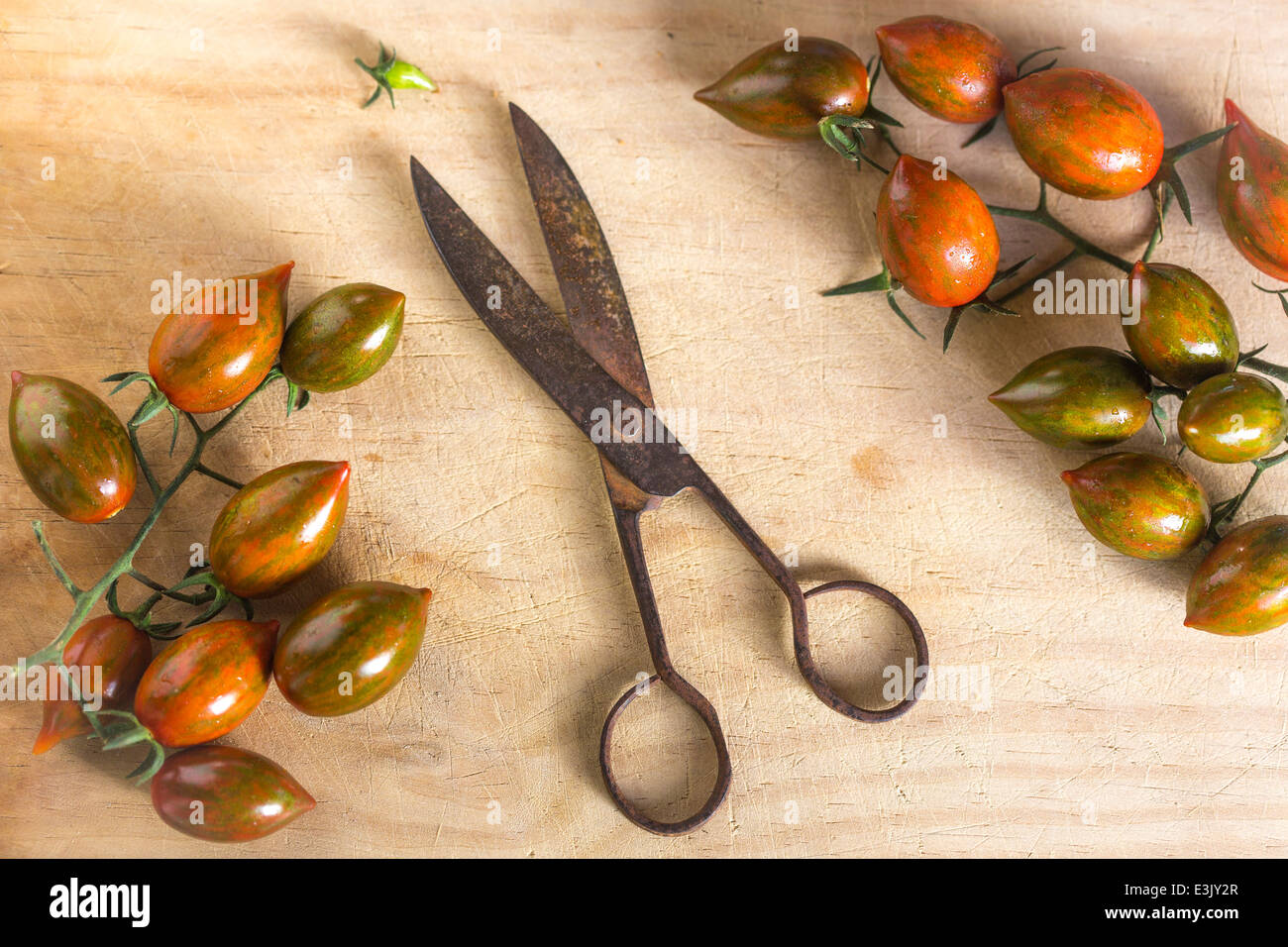 Grappes de tomates a souligné avec vintage metal ciseaux sur bois Banque D'Images