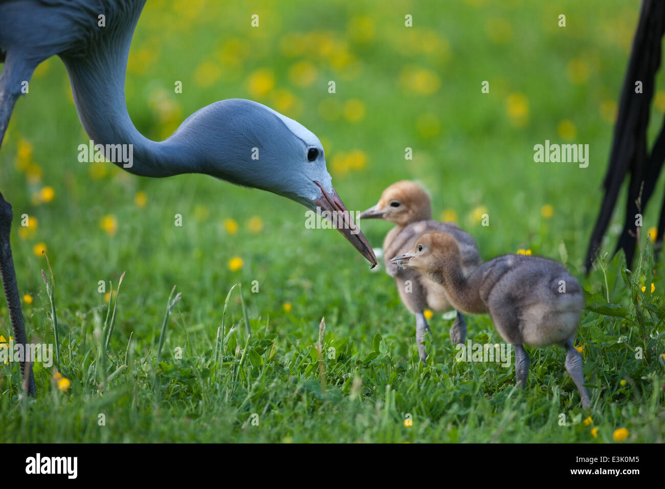 Bleu, le paradis ou grues Stanley (Anthropoides paradisea). Des profils avec 10 jours d'âge poussins, offrant des vertébrés, un coléoptère comme nourriture Banque D'Images