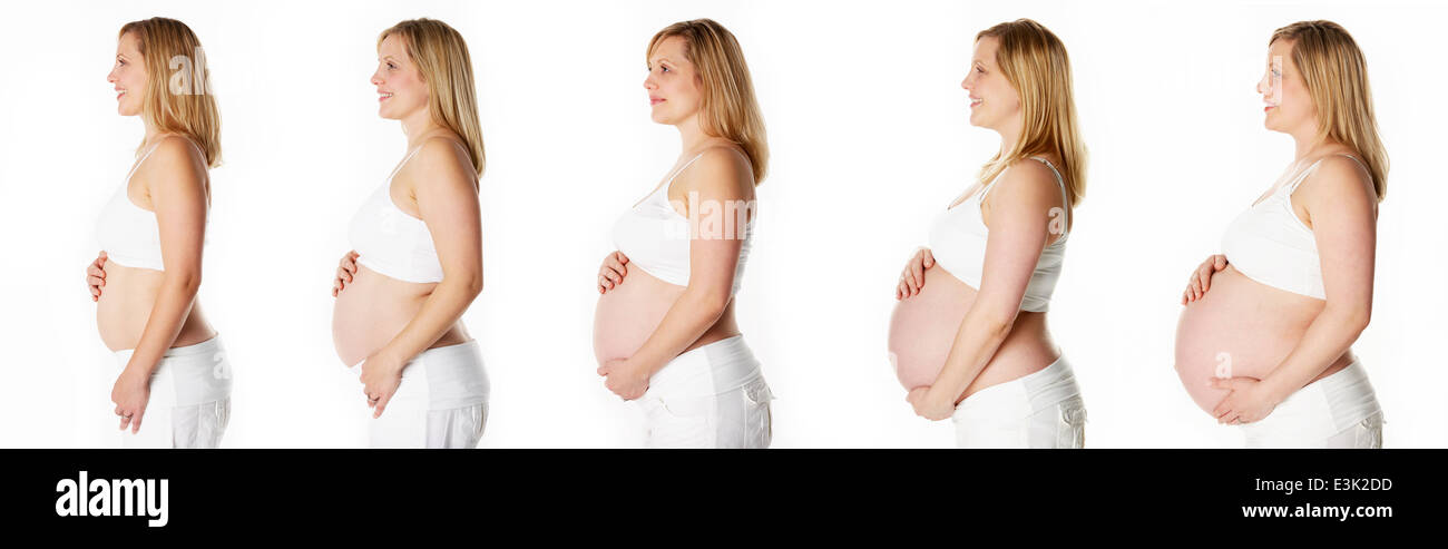 Séquence Studio montrant la progression de la grossesse humaine Banque D'Images