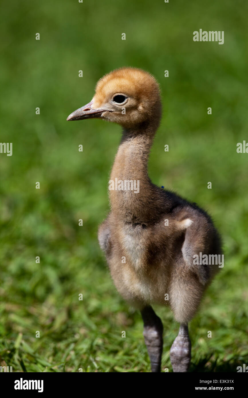 Bleu, le paradis ou Stanley Crane (Anthropoides paradisea). Dix jours chick, à la recherche d'invertébrés parmi les herbes courtes. Banque D'Images