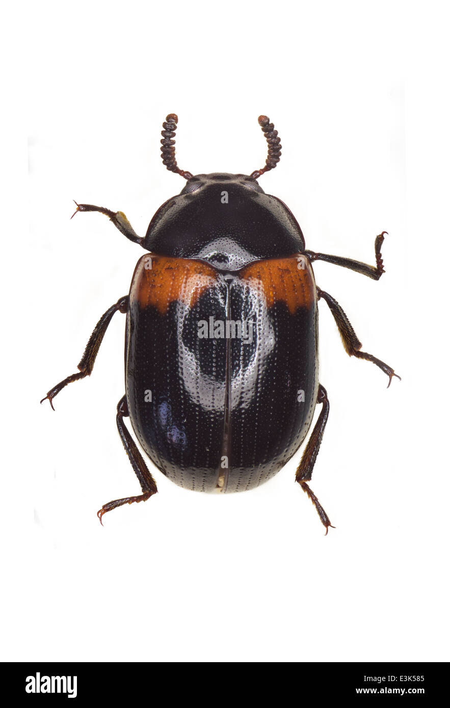 Coléoptères Tenebrionidae Diaperis boleti ; ; ; Linnaeus 1758 ; Banque D'Images