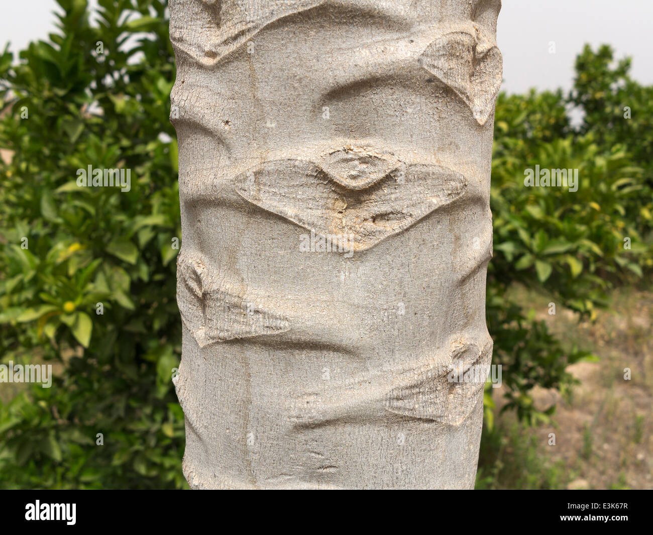 Close up d'un espace de l'écorce d'un tronc d'arbre de papaye Banque D'Images