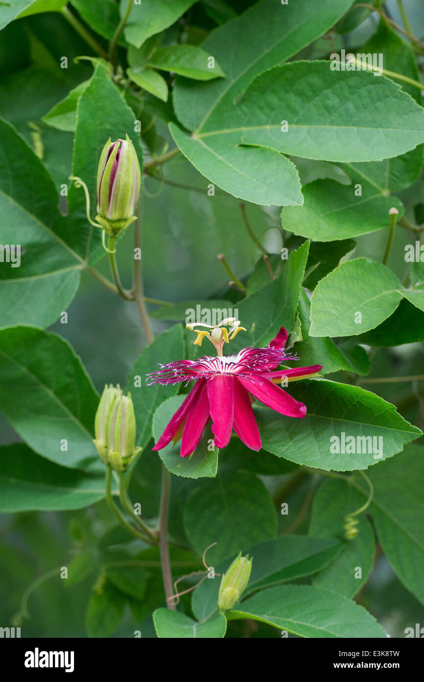 Passiflora Lady Margaret. La passiflore Banque D'Images