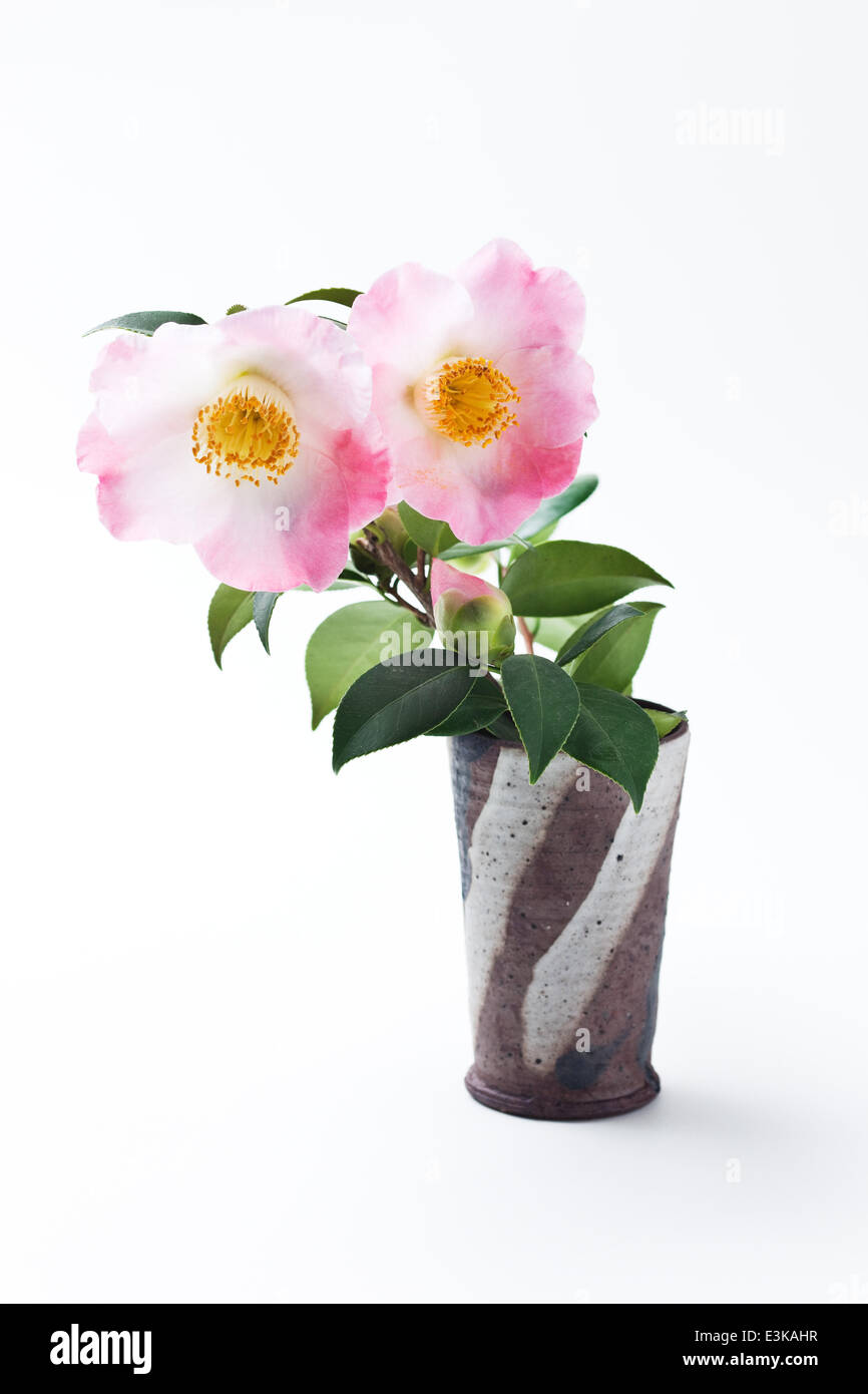 Camélia Banque D'Images