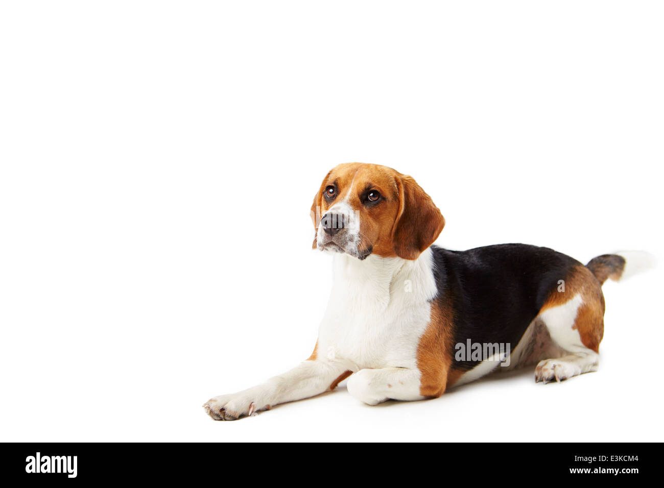 Portrait de chien beagle couché contre fond blanc Banque D'Images