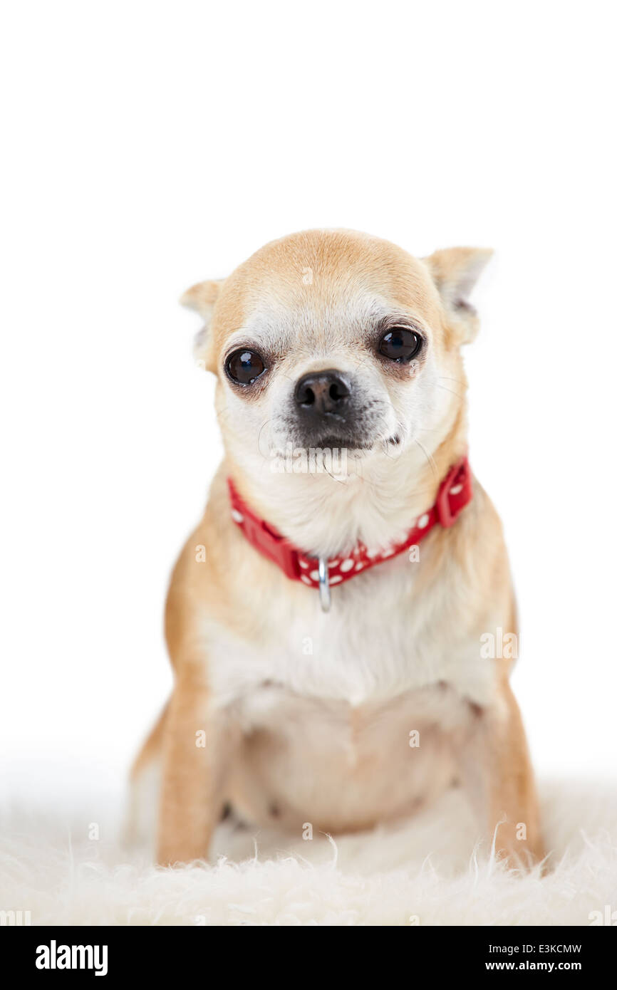 Portrait de chien chihuahua contre fond blanc Banque D'Images