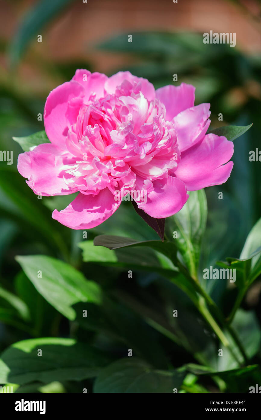 Gros plan de fleurs de pivoine rose fraîche sur le buisson Banque D'Images