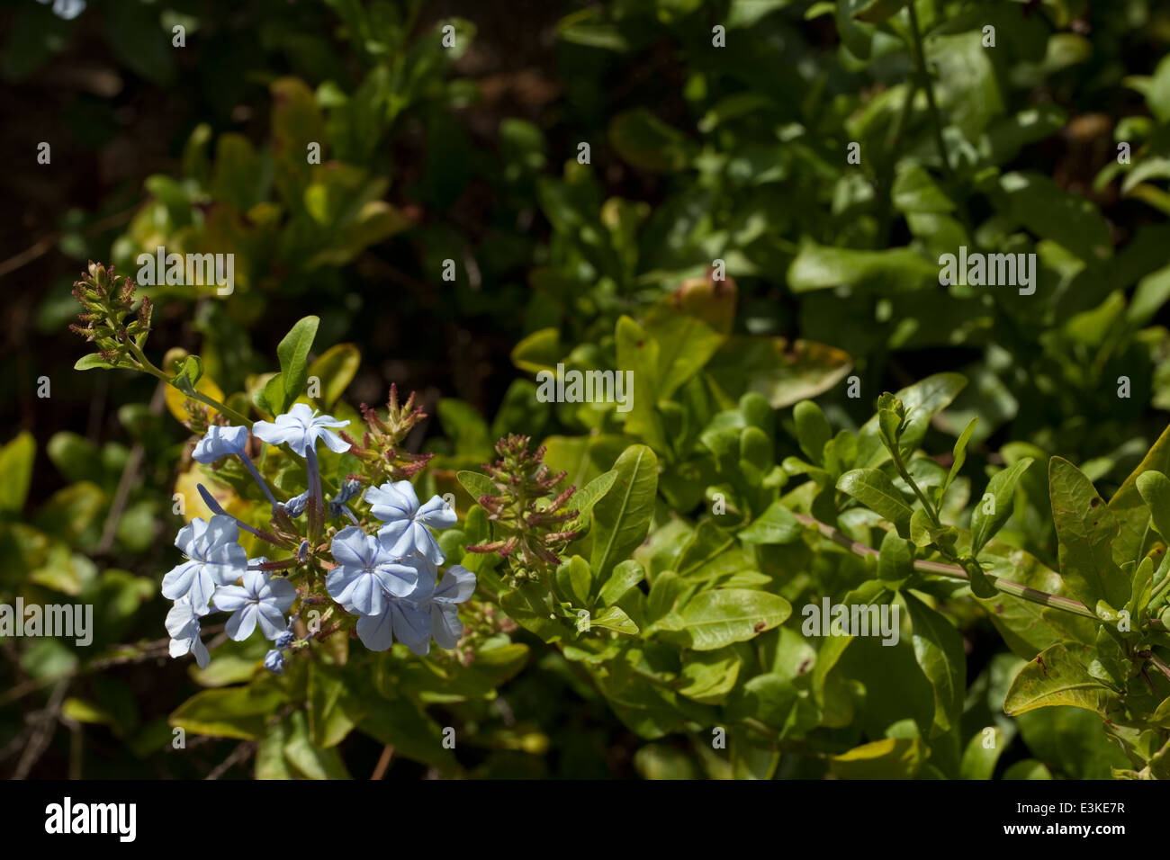 Plumbago capensis ou plumbago auriculata Banque D'Images