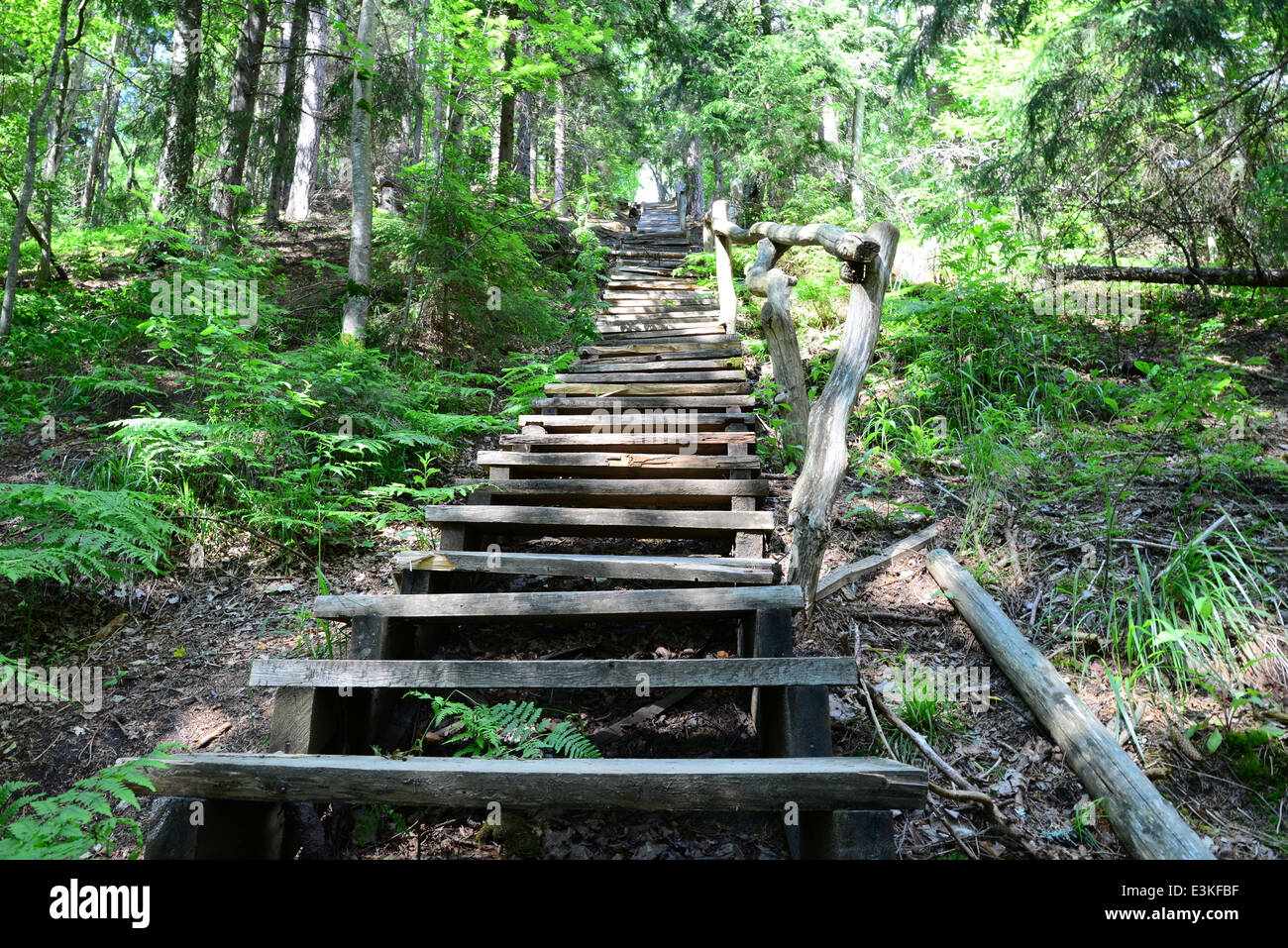 Vieux escaliers de bois dans la forêt. Sigulda. Banque D'Images