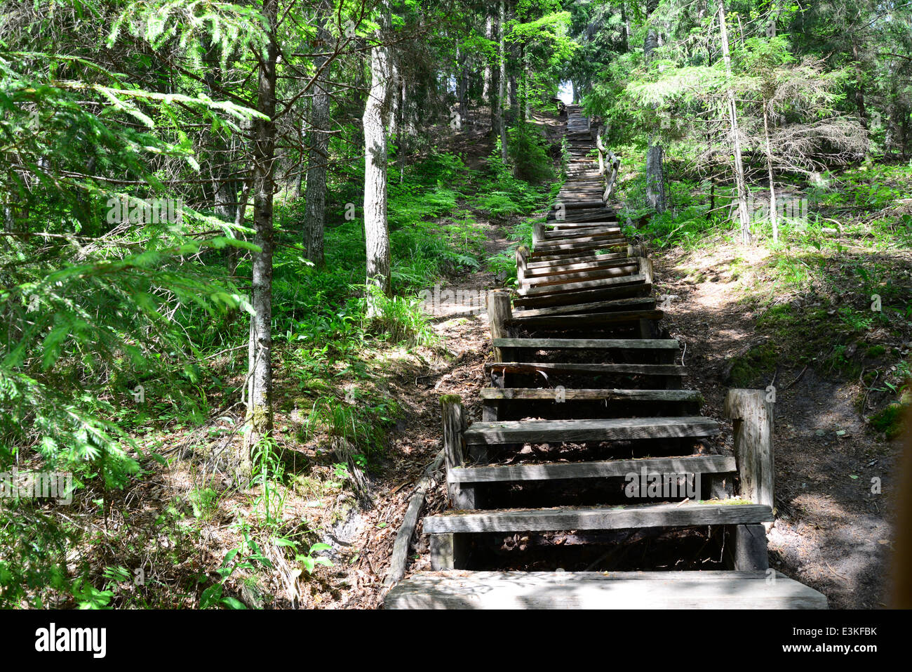 Vieux escaliers de bois dans la forêt. Sigulda. Banque D'Images