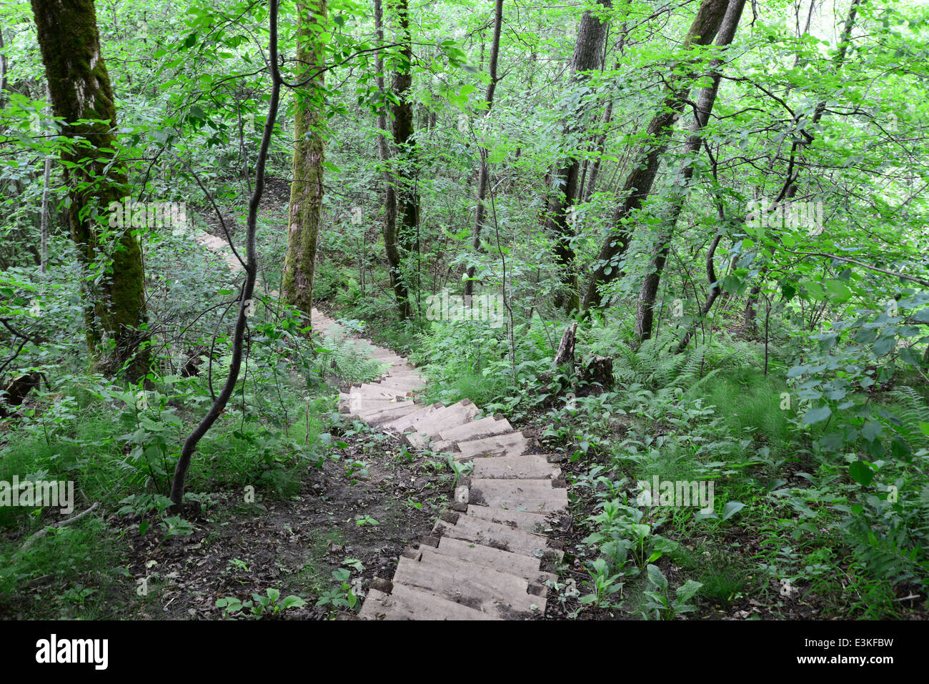 Escaliers en bois dans la forêt. Sigulda. Banque D'Images