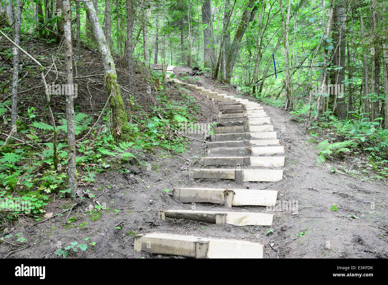 Escaliers en bois dans la forêt. Sigulda. Banque D'Images