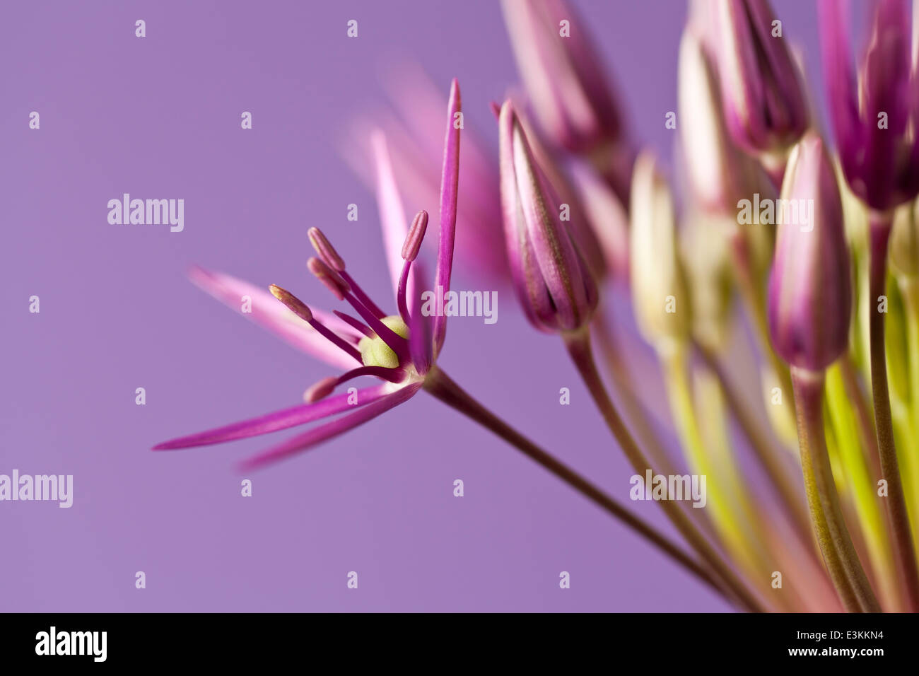 Première fleur d'un Allium (Allium) bourgeonnées head Banque D'Images