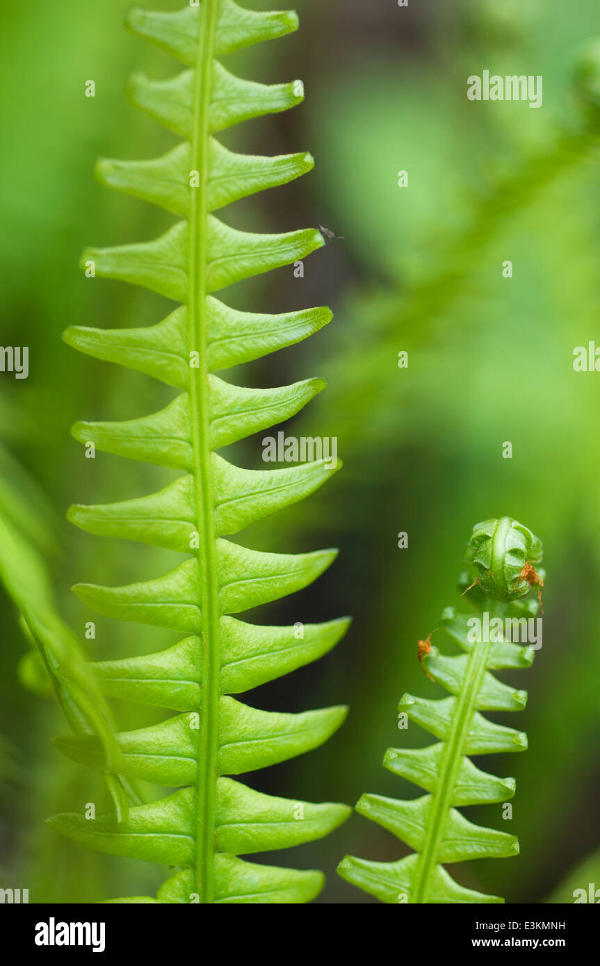Hard Fern - Blechnum spicant Banque D'Images