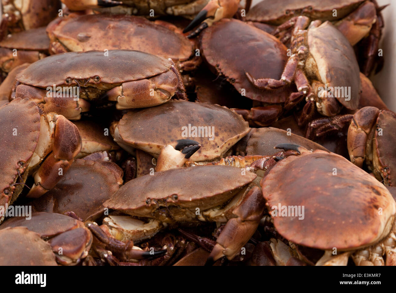 Fraîchement pêché des crabes vivants Banque D'Images