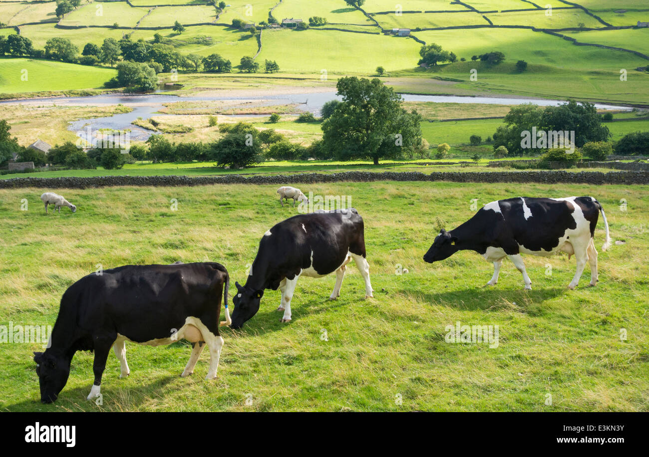 Vaches qui paissent dans le champ près de Reeth, Swaledale, Yorkshire Dales National Park. L'Angleterre. UK Banque D'Images