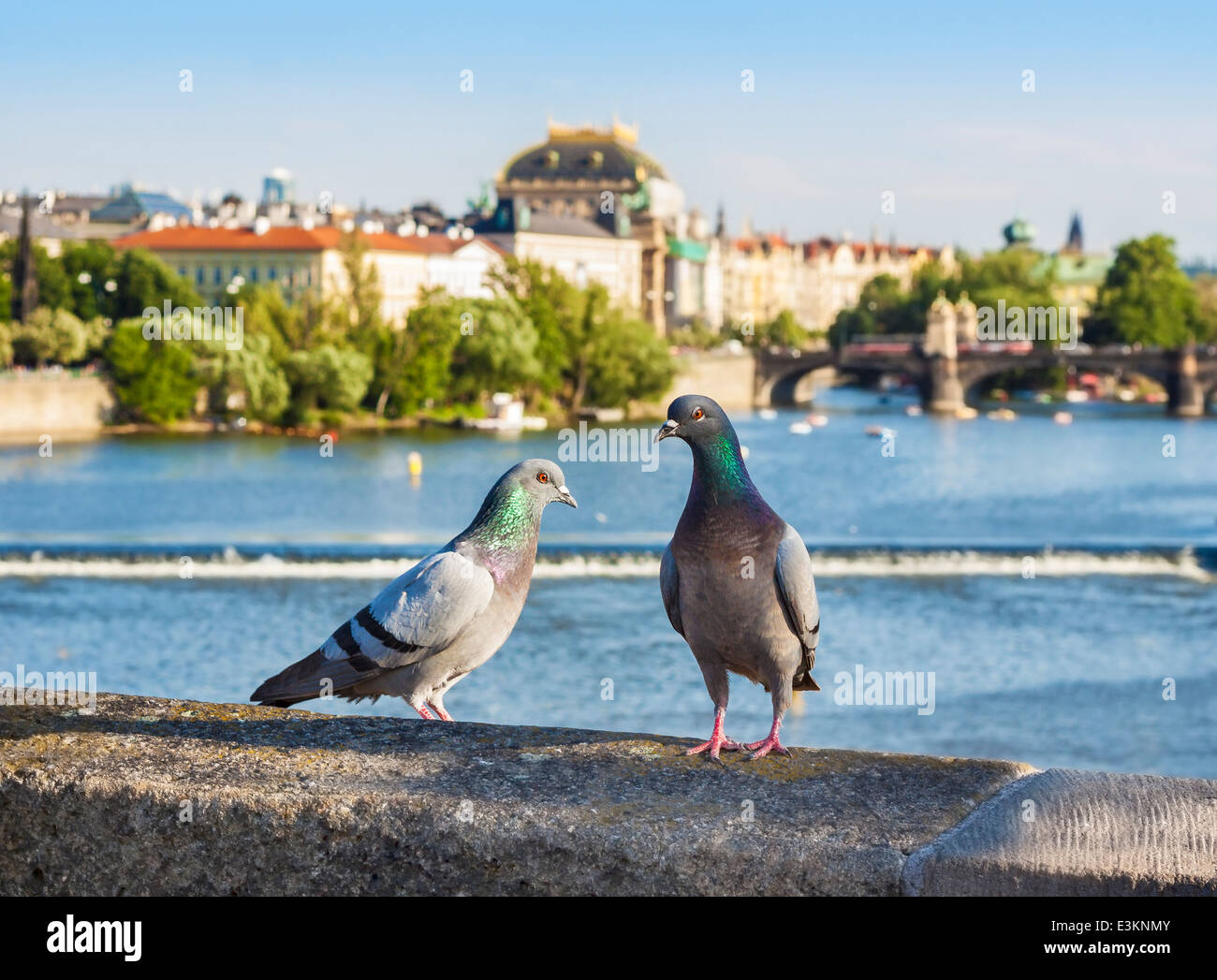 Pigeons sur le pont, en arrière-plan de Prague, République tchèque. Banque D'Images