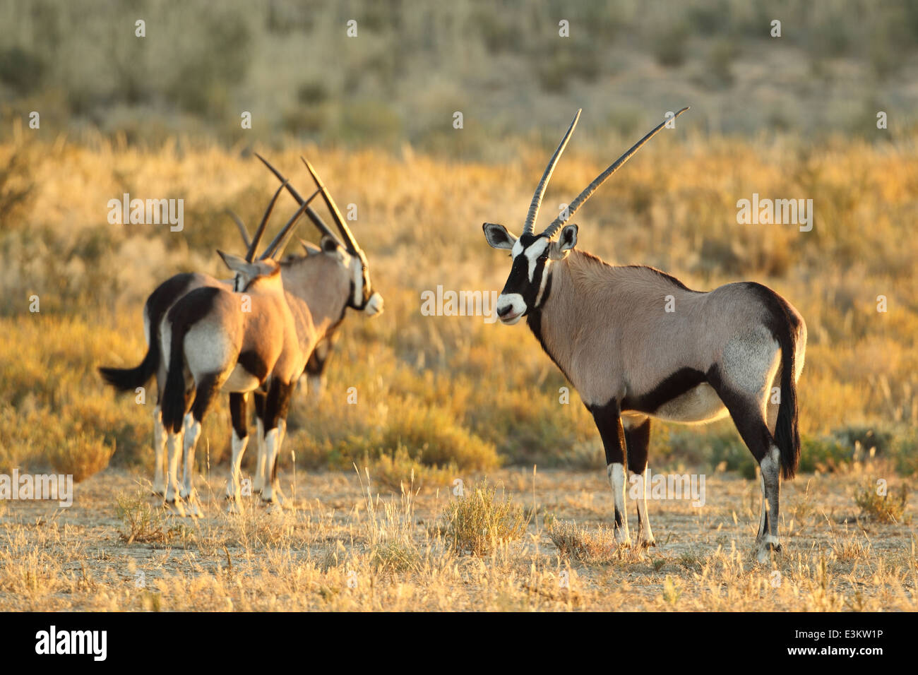 Un troupeau de gemsbok (Oryx) dans le Kgalagadi Transfrontier National Park, Afrique du Sud. Banque D'Images