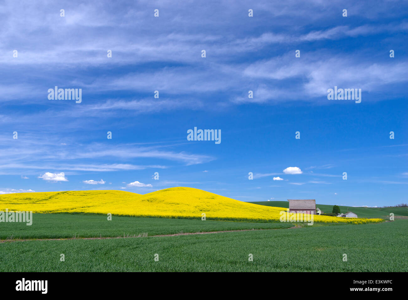 Pays palousienne, Latah Comté, ID : grange rouge à flanc de champ de canola floraison jaune Banque D'Images