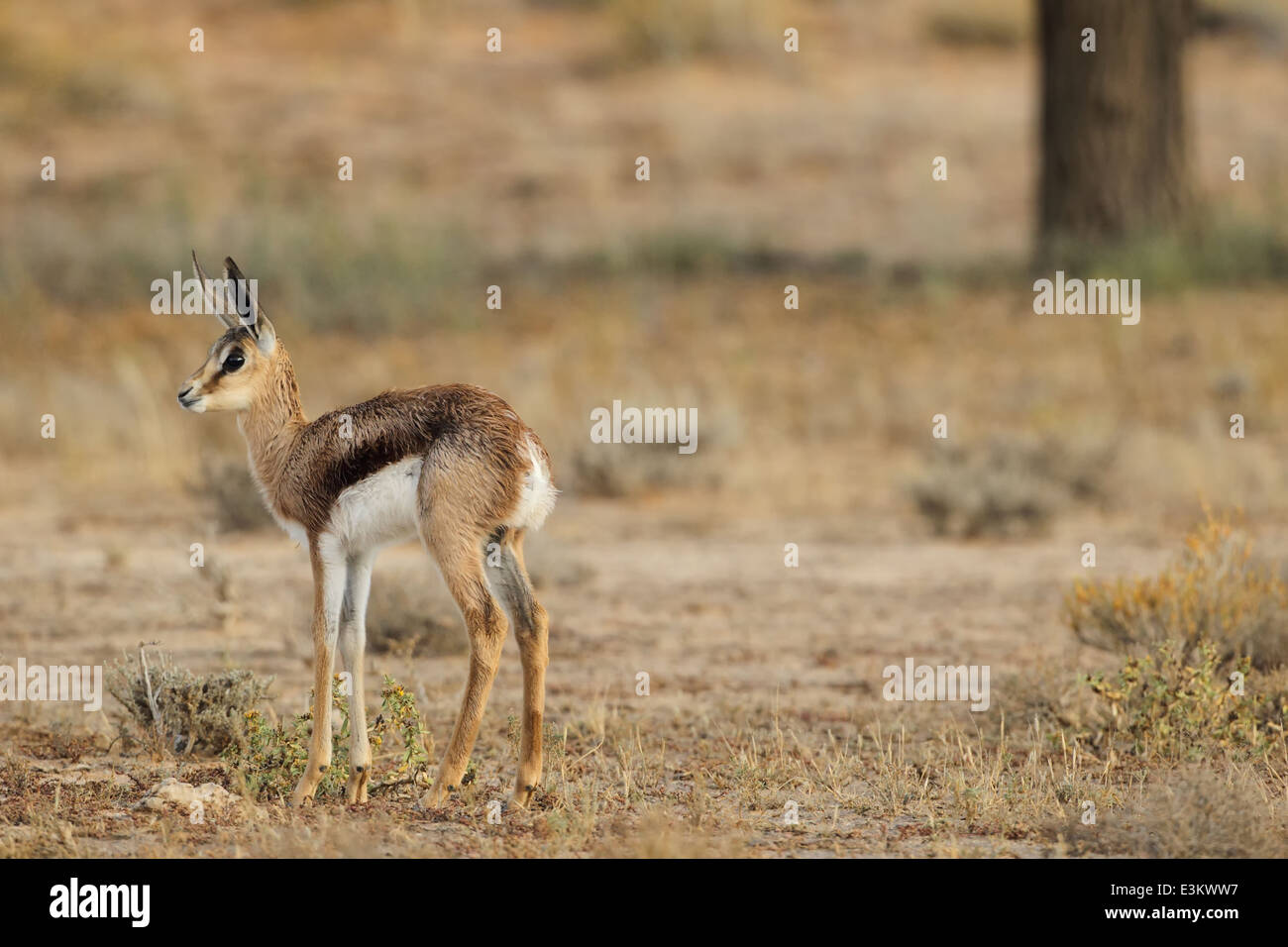 Un jeune springbok dans le Kgalagadi Transfrontier National Park, Afrique du Sud. Banque D'Images