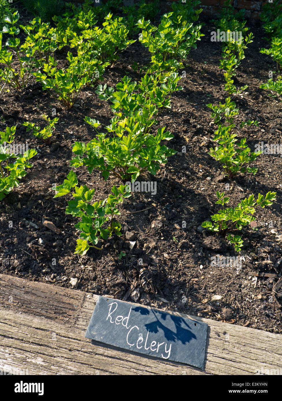 Céleri rouge poussant dans un jardin de cuisine Banque D'Images