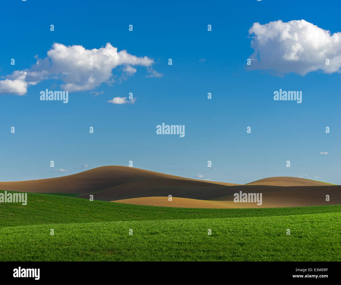 La Palouse, Whitman Comté, WA : motifs abstraits du matériel roulant des champs de blé Banque D'Images