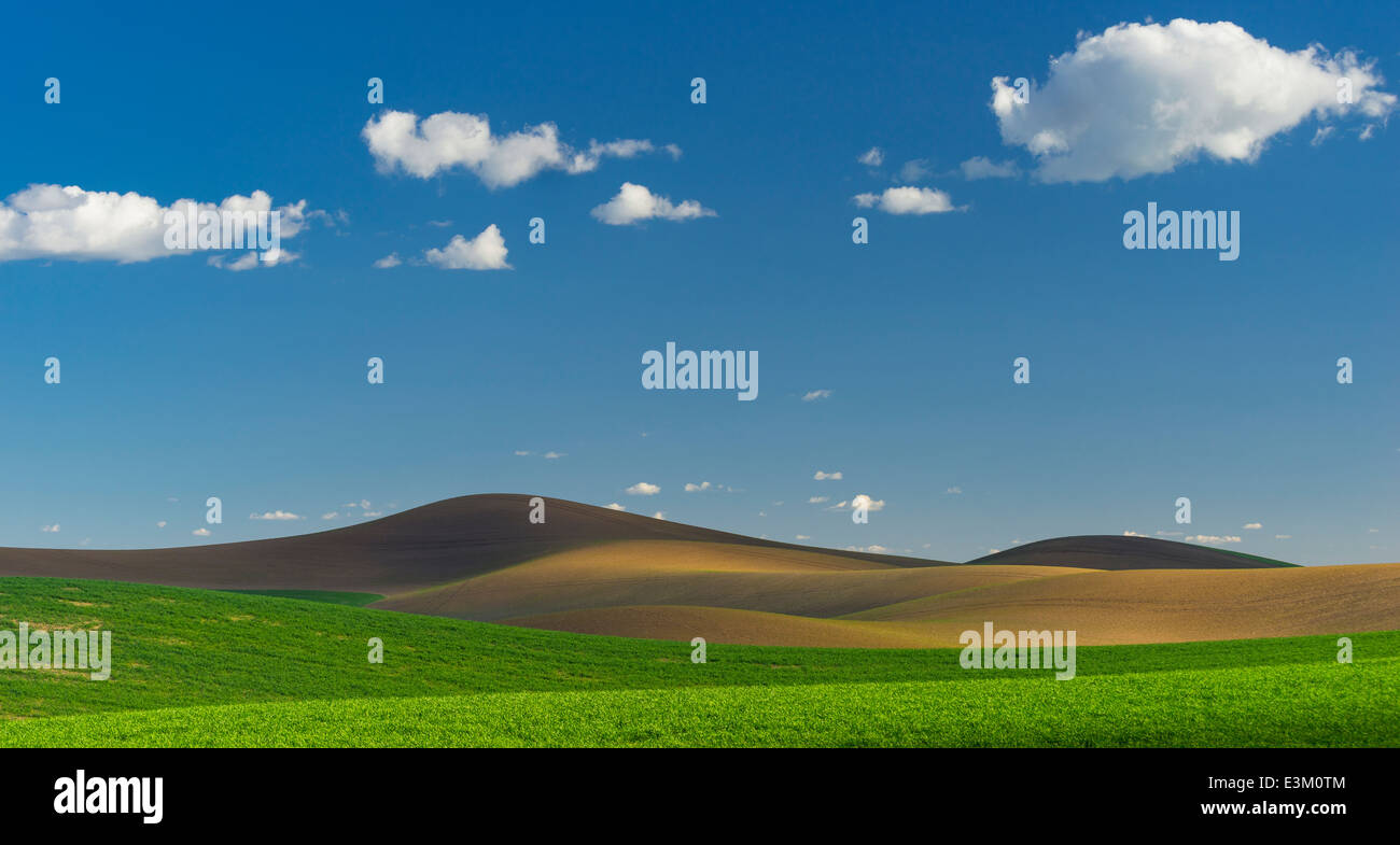 La Palouse, Whitman Comté, WA : motifs abstraits du matériel roulant des champs de blé Banque D'Images